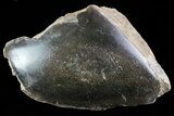 Polished Dinosaur Bone (Gembone) Section - Colorado #73042-1